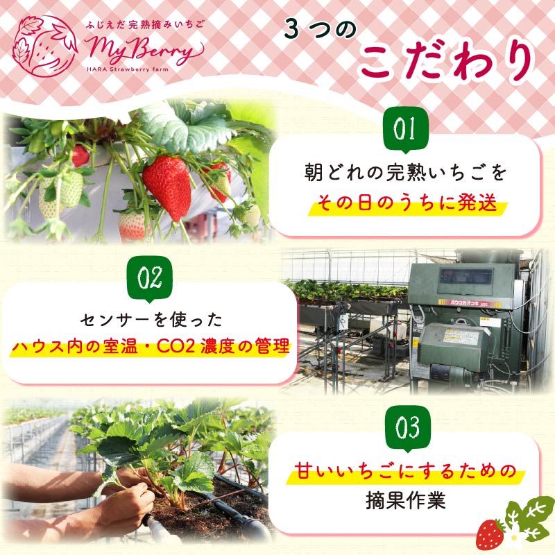 【先行予約 : 2026年1月～発送予定】 【全3回定期便】 いちご きらぴ香 約1kg 約250g×4パック （1月、2月、3月発送） 朝どれ 完熟 苺 産地 直送 フレッシュ イチゴ 贈答 フルー