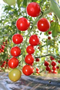 ミニトマト1㎏【tno003】