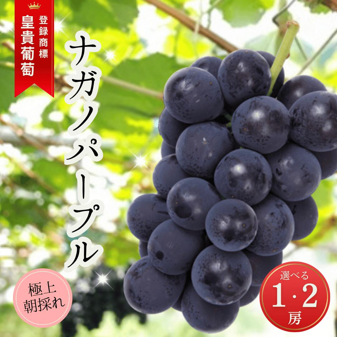 【ふるさと納税】【2026年先行予約】ぶどう ナガノパープル 特秀品 加湿ハウス栽培 1房 2房｜ 葡萄 黒ぶどう フルーツ 果物 千曲市 長野県産 信州