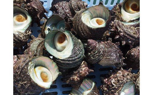 【2025年7月中旬～8月発送】福津市津屋崎漁港　天然活さざえ　約1.5kg [G0038]
