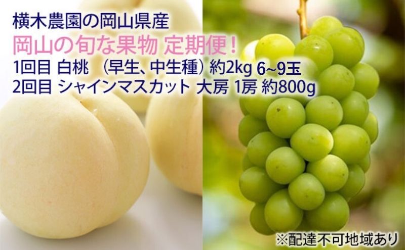 フルーツ 2025年 先行予約 岡山の旬な果物 定期便！ 白桃（早生、中生種）約2kg 6～9玉／シャインマスカット 大房1房 約800g 贈答用 岡山県産  果物 ギフト 横木農園
