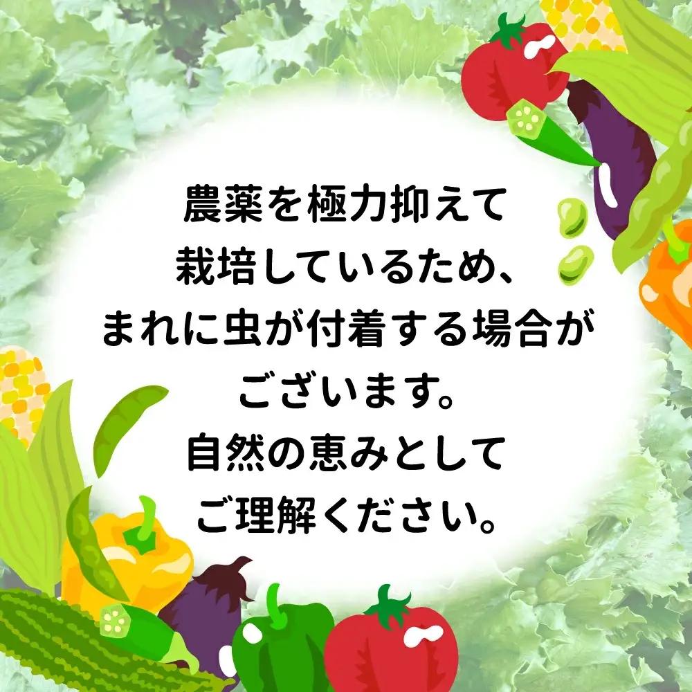 野菜セット 10種類前後【先行予約】 野菜