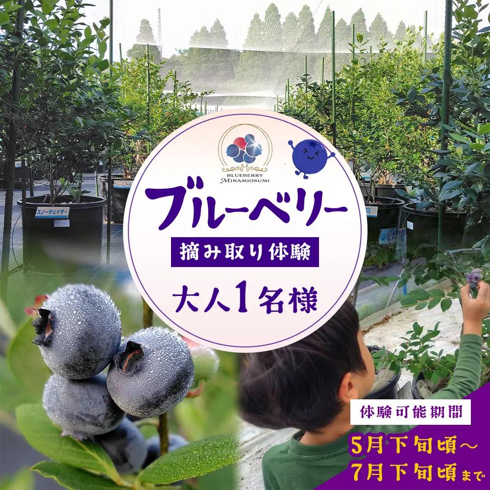 鹿児島県の南国！南大隅町の農園で、ブルーベリー摘み取り体験♪ ブルーベリー摘み取り体験チケット （60分食べ放題） ≪大人1名様分≫ BO-3｜鹿児島県 南大隅町 農園 収穫体験 果物 ブルーベリー チケット 体験 本土最南端