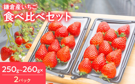 【期間限定】鎌倉産いちご　2パック食べ比べセット（250ｇ～260ｇ×2パック）