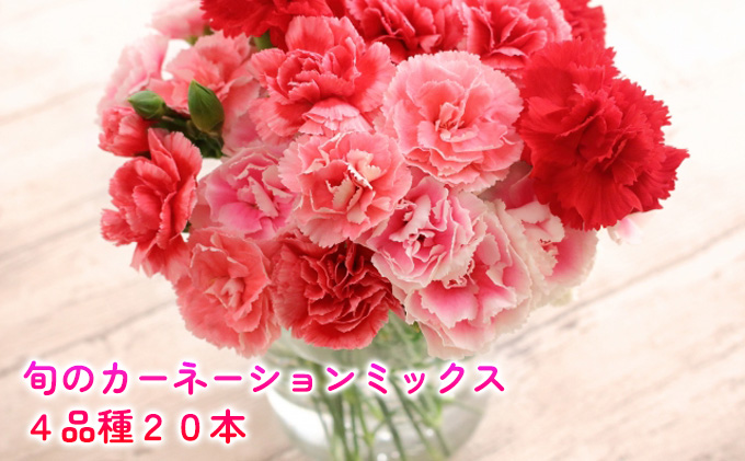 ［2024年8月お届け］旬のカーネーションミックス　4品種20本保証