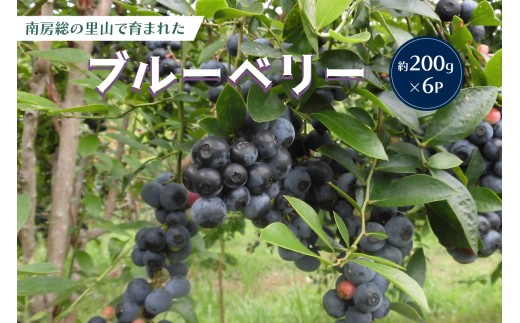 【先行受付 2026年7月中旬から順次発送予定】約200g×6パック　南房総の里山で育まれたブルーベリー  mi0026-0001 【完熟 ブルーべリー 南房総 里山 自然 フルーツ 果物】
