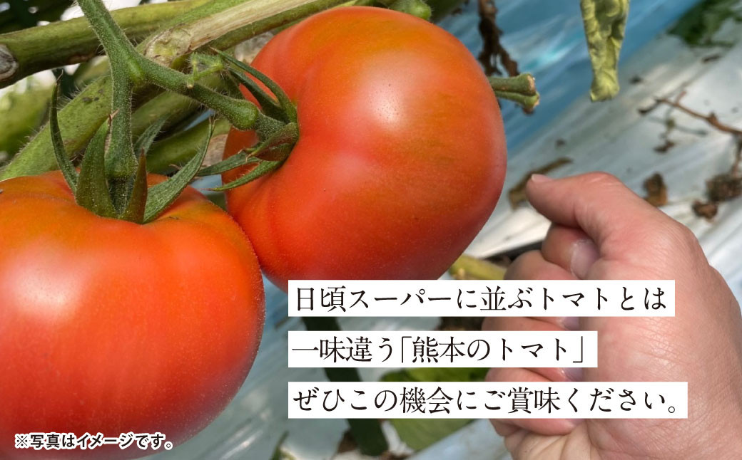 『まるで太陽の恵みをそのまま閉じ込めたような真っ赤な大玉トマト』約4kg