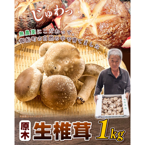【先行予約】しいたけ 椎茸 生椎茸 1kg 荒木農産《11月上旬-3月中旬頃出荷》熊本 御船 原木椎茸 送料無料