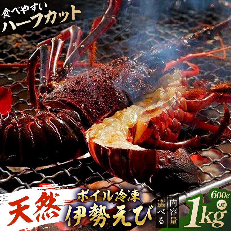 【ふるさと納税】【選べる配送月・内容量】【天然】ボイル冷凍伊勢海老 ハーフカット 千葉県 南房総市 伊勢海老 ボイル ハーフカット 魚介 バーベキュー 海の幸 海鮮 お取り寄せ グルメ 送料無料