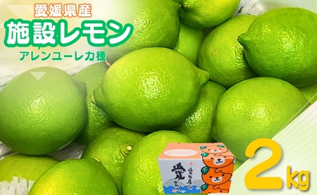 【2026年先行予約】レモン 愛媛 施設レモン ハウスレモン 2kg 【10月中旬から順次発送予定】数量限定 檸檬 柑橘 フルーツ ビタミン 池内果樹園 国産 伊予市｜A124