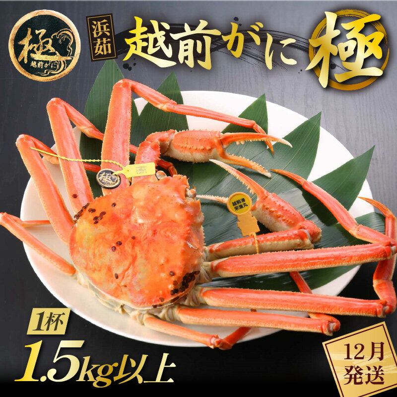 【ふるさと納税】≪浜茹で≫越前がに 極（生で1.5kg以上） × 1杯【雄 ズワイガニ 越前ガニ 姿 ボイル 冷蔵 かに カニ 蟹 福井県】【12月発送分】希望日指定可 備考欄にメールアドレスをご記入ください [e43-x013_12]