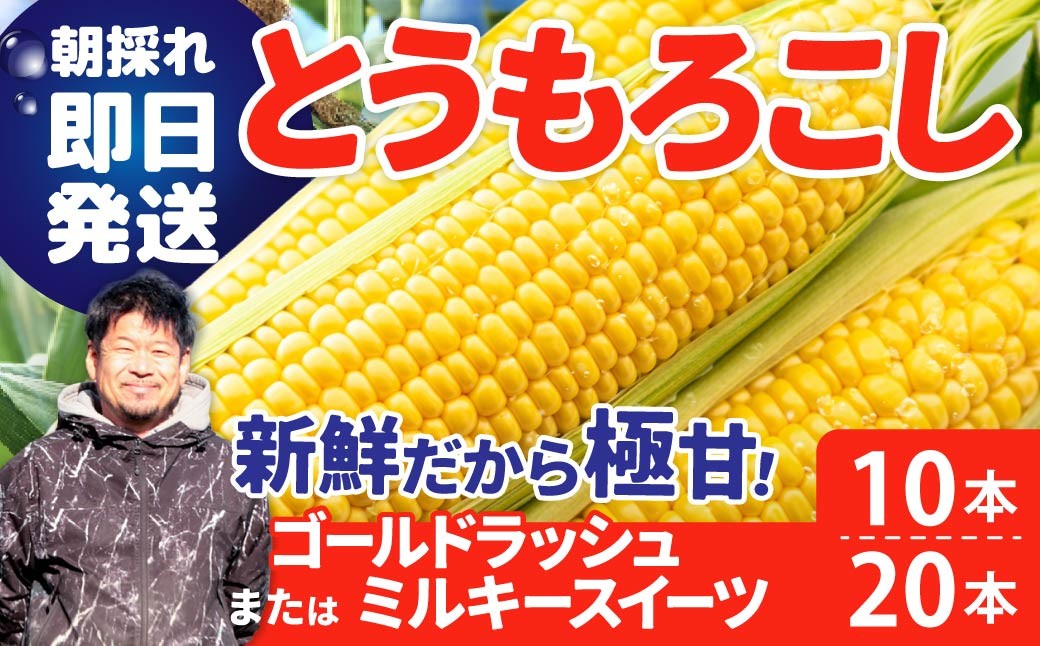 
                  トウモロコシ 極甘とうもろこし 期間限定 選べる本数 10本 20本  | 朝採り 即日発送 鮮度抜群 ゴールドラッシュ ミルキースイーツ トウモロコシ 新鮮 とれたて 産地直送 甘い 減農薬 野菜ソムリエ みずみずしい 旬野菜 生野菜 サラダ ギフト レシピ 贈り物 国産 朝採れ 新鮮野菜 産直 良農園 群馬県 前橋市
                
