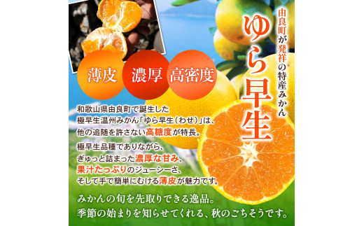 和歌山県産 ゆら早生みかん 10kg  / 和歌山県 柑橘 みかん 甘い 蜜柑 フルーツ 果物 くだもの 食品 人気  晩柑 おすすめ 送料無料 産地直送 由良町 ※2026年10月上旬頃～10月下旬