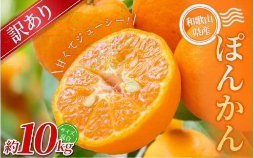 【訳あり】 森本農園の手選別 ポンカン 約10kg 和歌山県産 サイズ混合 【北海道・沖縄・離島配送不可】【2026年1月上旬～2月上旬頃に順次発送】【RN15】