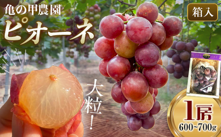 【先行予約】【農薬・化学肥料不使用】高級ぶどう 1房（600-700g） フルーツ ぶどう 葡萄 ブドウ ピオーネ 有機 無農薬 山口県 山陽小野田市 ふるさと納税 F6L-920
