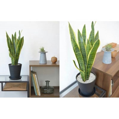 観葉植物 サンスベリア・ローレンティー 6号セラアート鉢 ブラック【配送不可地域：離島・沖縄県】