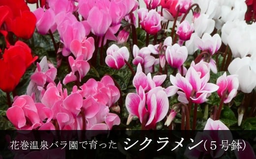 【色で選べる】花巻温泉バラ園で育てたシクラメン ピンク系 ＜2025年11月より順次発送＞【2279-2】