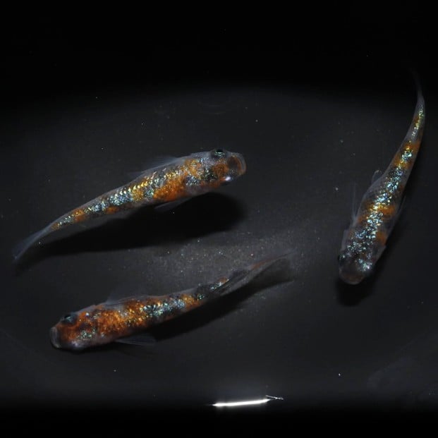 
            赤炎（メダカ）1ペア メダカ屋えん 横浜市
          