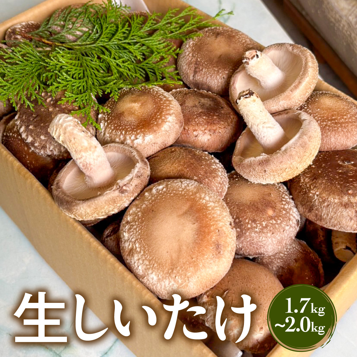 生しいたけ MBBJ001
