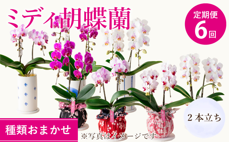 【定期便6回】ミディ胡蝶蘭 2本立ち