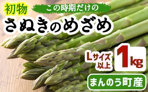 ＜期間限定！2026年2月中旬以降順次発送予定＞初物！アスパラガス さぬきのめざめ (約1kg/Lサイズ以上) 【man091】【Aglio nero】