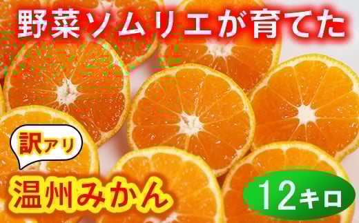 【訳あり・規格外品】野菜ソムリエ石児さんの「温州みかん 12kg（6kg×2箱）」ミカン みかん 蜜柑 柑橘 12kg 柑橘類 訳あり 甘い 温州みかん フルーツ ＜103-032＞