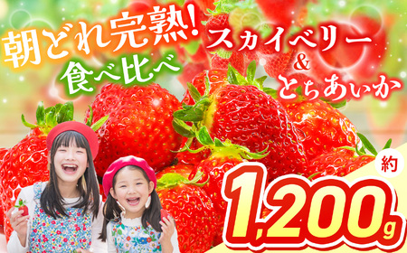 スカイベリー＆とちあいか 食べ比べ 300g×2×2箱 | 果物 くだもの フルーツ 野菜 やさい ヤサイ 苺 イチゴ いちご とちあいか スカイベリー 食べ比べ 新鮮 甘い 数量 限定 美味しい 果物 フルーツ デザート 栃木県 那珂川町 送料無料