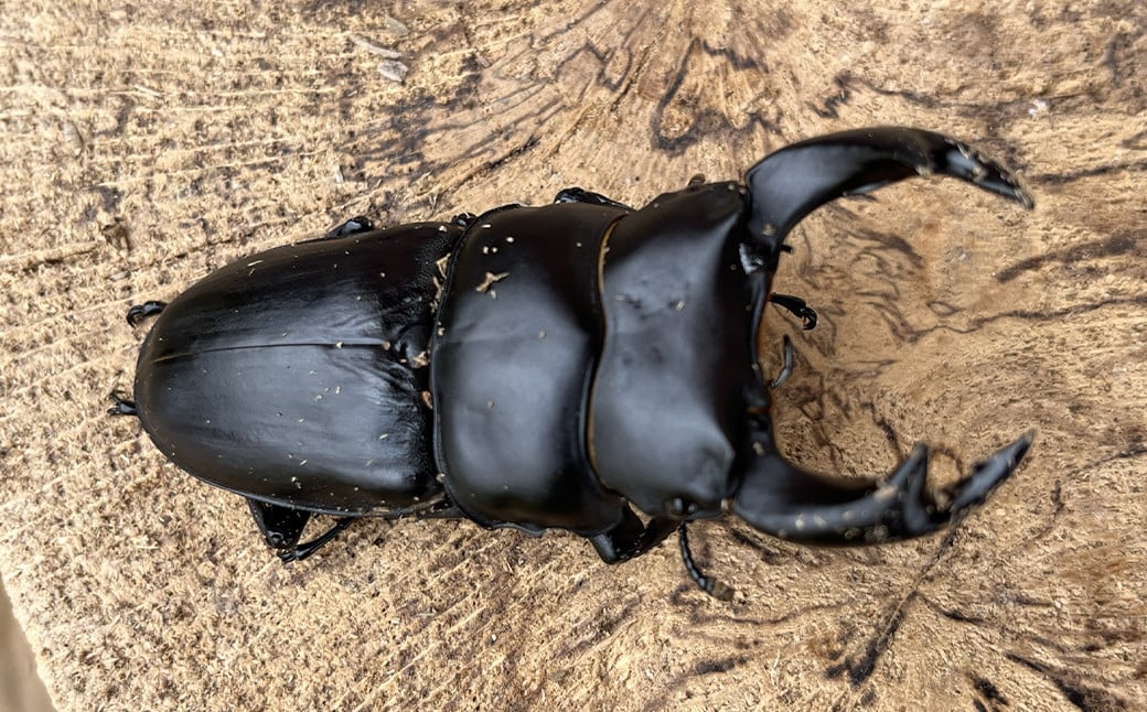 
            国産 オオクワガタ オス・メス ペア 70mmUP クワガタ 昆虫
          