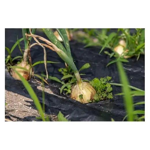 【最優秀賞受賞！甘味＆栄養】有機JAS認証の無農薬、チヨちゃんの野菜７ヶ月定期[957]