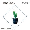 【ふるさと納税】GRAVIRoN Hang Plants シリーズ プランツハンガー Diamond (黒皮鉄) ハンギングプランツ プランター ハンギング エアプランツ 吊るす 植物ホルダー 観葉植物 インテリア 金属製 おしゃれ モダン 日本製 送料無料