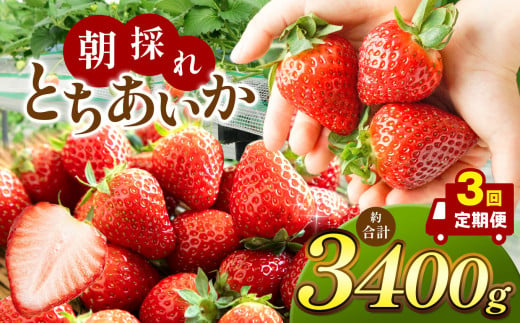 【先行予約】【定期便3回】朝採れいちご とちあいか (1月1000g,2月1000g,3月1400g） 真岡市 栃木県 送料無料