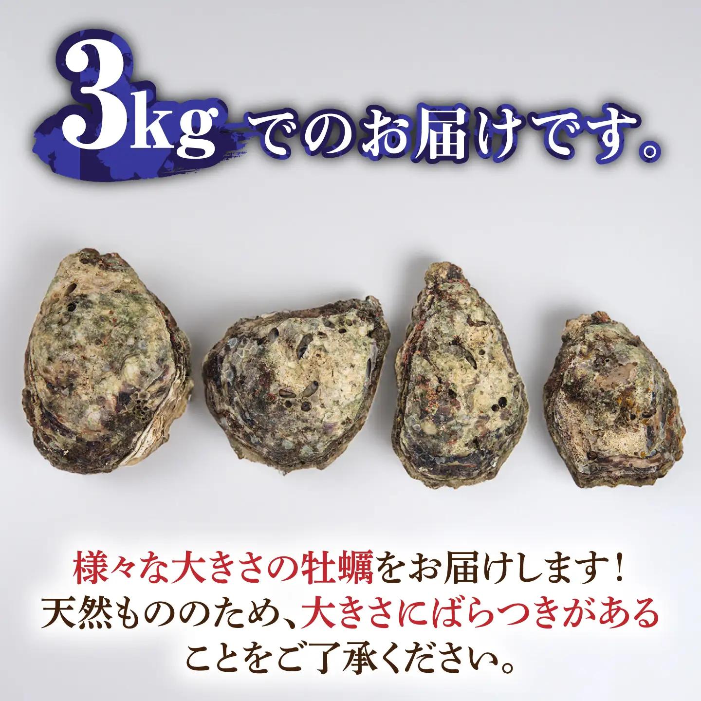 天然 岩ガキ 3kg  [WAD001] 岩がき 牡蠣 海鮮 魚介 牡蠣 かき カキ