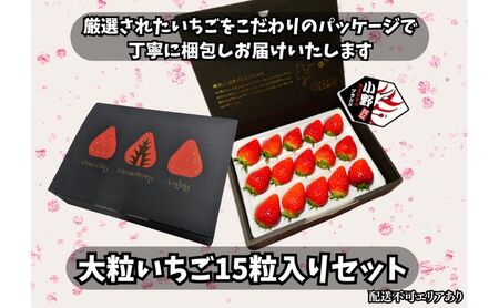 【予約受付】大粒いちご 15粒入りセット 2026年1月以降順次発送予定[ いちご イチゴ 苺 フルーツ 果物 新鮮 糖度 ] 果物類 