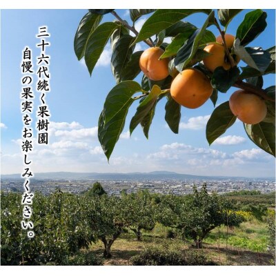 【R7年10月中下旬~11月の発送】種なし柿 2L~L 9個~11個【配送不可地域:離島】