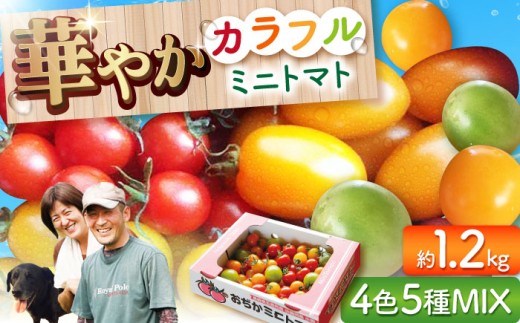 【先行予約】【4色5種MIX】カラフルミニトマト 約1.2kg トマト とまと tomato りんたろうとまと 新鮮 サラダ 野菜 やさい 九州 小値賀町 りんたろうふぁ～む 2026年11月中旬より順次発送 [DAE001]  1万円 以上 15000円