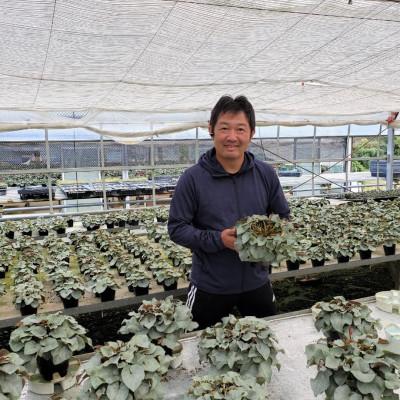 ふるさと納税 北茨城市 【長谷川園芸オリジナル品種】北茨城産 シクラメン プラチナリーフ 5寸 レッド ※11〜12月出荷 |  | 02