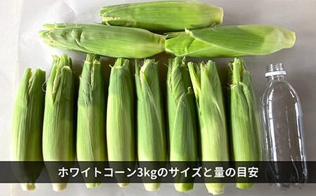 《先行予約》2025年 山形県産 ホワイトコーン 3kg(8~12本）生で味わう 白とうもろこし トウモロコシ コーン 夏 野菜 やさい ※沖縄・離島への配送不可 F21A-244