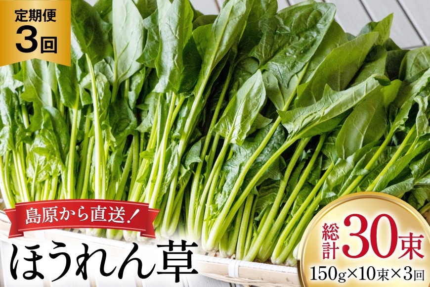 BI323 定期便 3回 ほうれん草 10束 [ 野菜 ホウレン草 やさい ホウレンソウ 冷蔵 葉物野菜 田中農園 長崎県 島原市 ]