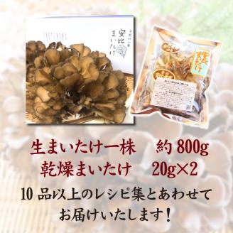 生まいたけ丸ごと一株 約800g・乾燥まいたけ 20g×2【安比まいたけ】 ／ 舞茸 まいたけ きのこ キノコ 茸