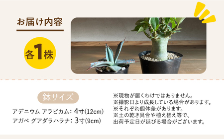 アデニウム アラビカム ＆ アガベ グアダラハラナ Adenium arabicum ＆ Agave guadalajarana 各1株 長与町/アグリューム[EAI210]