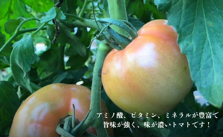 【 先行予約 】 とまと りんか 4kg ﾄﾏﾄ 野菜 リコピン トマトジュース ジュース ケチャップ トマトスープ サラダ パスタ甘い  贈答 ギフト ジューシー 人気 定番 美味しい 厳選 新鮮 