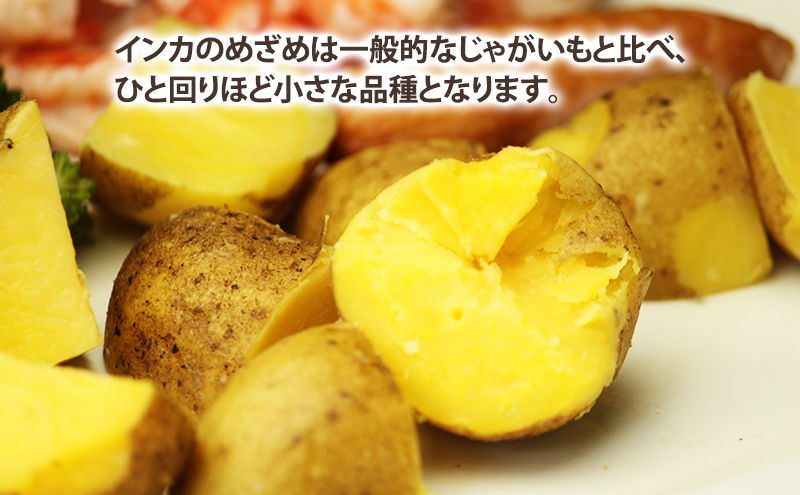 【2025年10月～発送】濃厚な甘さ！黄金のジャガイモ　インカの目覚め 【約10kg】 (スイートベジタブルファクトリー) 野菜 新鮮 直送 朝採り じゃがいも 芋 インカのめざめ いんか 道産 北海