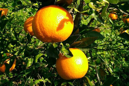 奄美大島産 たんかん 家庭用 3kg（約18～25個）＜完全農薬不使用栽培＞