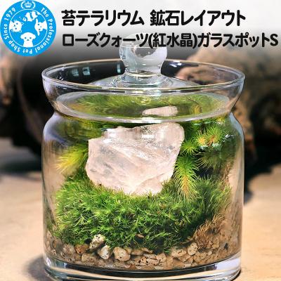 ふるさと納税 邑楽町 苔テラリウム 鉱石 ローズクォーツ(紅水晶)ガラスポットS 説明書付|09_chm-bp0101