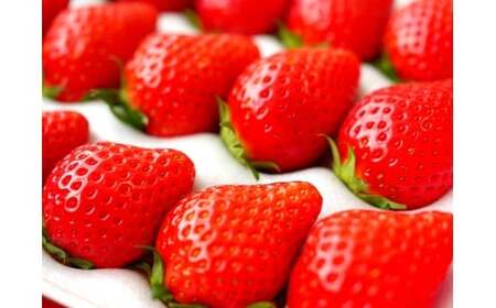 【いちご】3ヶ月定期便 やよいひめ いちご 800g×3回 群馬県 前橋市