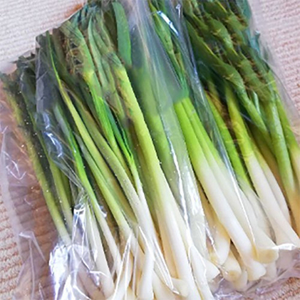 【令和8年産】 先行予約 北海道 上富良野町 産 葉 にんにく 約400g×2パック 計800g 産地直送 希少 香味 野菜 薬味 葉にんにく ニンニク 