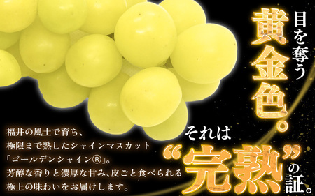 【先行予約】【訳あり】10月特選 ぶどうセットM 1kg以上（2～3房）／ 葡萄 シャインマスカット 完熟 ゴールデン シャイン 品種 おまかせ あわら 農家おすすめ ※2025年10月より順次発送 