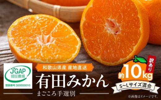 
                  【2026年11月発送】【家庭用】和歌山県産 有田みかん 約10kg  (S～Lサイズ混合)【まごころ手選別】_ZE6424_11
                