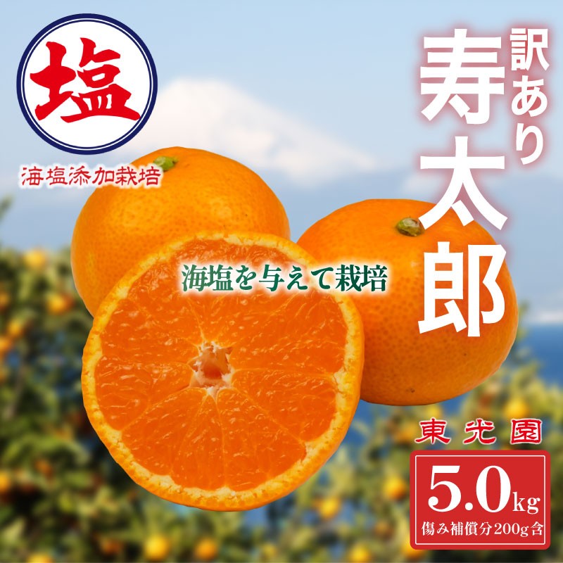 
            海塩を与えて栽培した 寿太郎みかん 予約受付 2月上中旬 順次発送 訳あり 寿太郎 みかん 計 5kg 傷み補償分 200g 含む 蜜柑 柑橘 オレンジ 果物 フルーツ 沼津市 静岡県
          