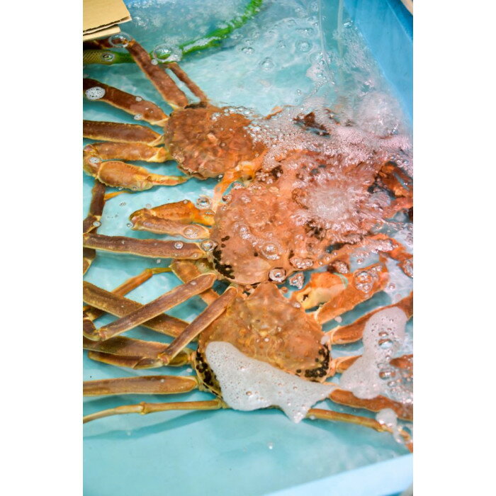 【ふるさと納税】662.ご自宅用　活訳あり松葉ガニ　お任せ大満足の5kgセット【着日指定不可】※2025年11月上旬～2026年3月下旬頃に順次発送予定 | 蟹 かに 松葉ガニ 松葉蟹 訳あり 活 カニみそ 5kg 大人数 自宅用 味噌 国産 家庭用 鳥取県産 北栄町 おすすめ 人気